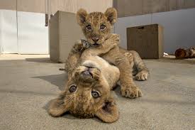 GRAPPLING LIONS
